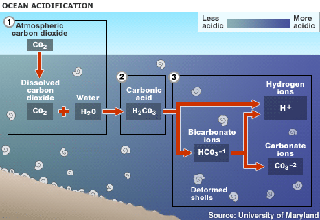 university-of-maryland-ocean-acidification.gif